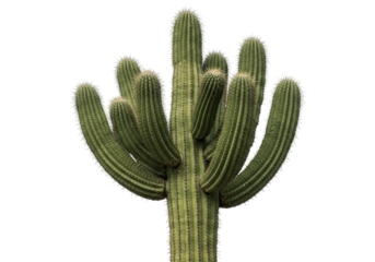Isolated saguaro cactus with multiple arms growing straight up in desert arid climate