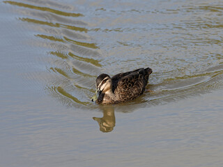 Pacific Black duck (Anas superciliosa) swimming in a lagoon.