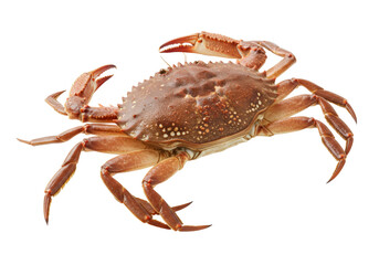 Isolated edible brown crab Cancer pagurus, a popular crustacean, on a plain background