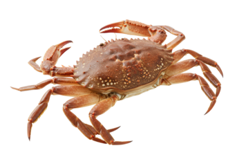 Isolated edible brown crab Cancer pagurus, a popular crustacean, on a plain background