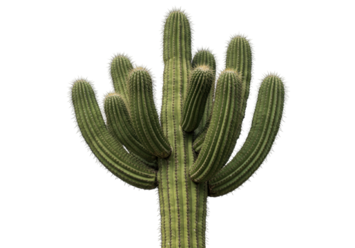 Isolated saguaro cactus with multiple arms growing straight up in desert arid climate