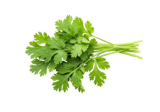 Isolated cilantro sprig, herb for cooking, garnish with green leafy aromatic plant