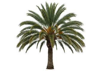 Isolated tropical date palm tree, lush green leaves, tropical island vacation vibes, summer mood