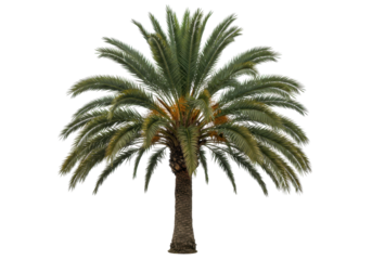 Isolated tropical date palm tree, lush green leaves, tropical island vacation vibes, summer mood