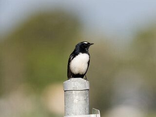 Willie Wagtail (Rhipidura leucophrys) perched on a round steel post with bokeh background.