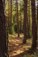 Autumn season in Route of the Waterfalls of Puente Ra, Sierra Cebollera Natural Park, Cameros, La Rioja, Spain