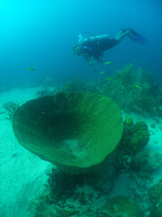 Fototapeta premium Diver Exploring Caribbean Reef