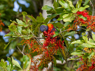 Rainbow Lorikeet (Trichoglossus moluccanus) perched in a flowering Australian Firewheel Tree (stenocarpus sinuatus).