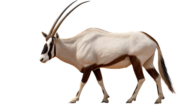 Oryx Antelope Walking on Sand Surface