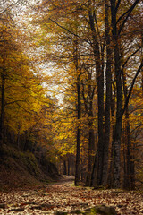 Autumn season in Route of the Waterfalls of Puente Ra, Sierra Cebollera Natural Park, Cameros, La Rioja, Spain