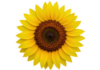 Obraz premium Isolated Sunflower Blossom Closeup Portrait on Plain Background, Bright Yellow Petals