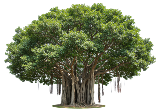 Isolated Indian Banyan tree with dense foliage, Ficus benghalensis, strangler fig plant