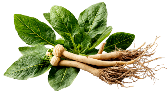 Freshly Harvested Plant With Visible Root System and Green Leaves