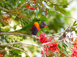 Rainbow Lorikeet (Trichoglossus moluccanus) perched in a flowering Australian Firewheel Tree (stenocarpus sinuatus).