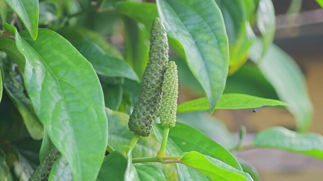 Long pepper