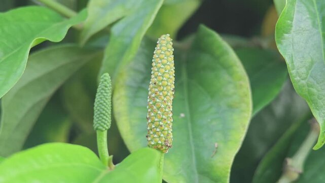 Long pepper