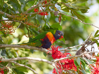 Rainbow Lorikeet (Trichoglossus moluccanus) perched in a flowering Australian Firewheel Tree (stenocarpus sinuatus).