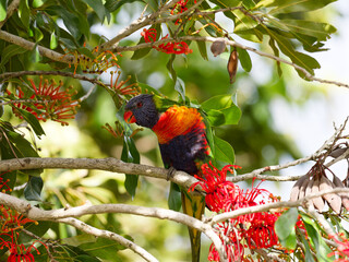 Rainbow Lorikeet (Trichoglossus moluccanus) perched in a flowering Australian Firewheel Tree (stenocarpus sinuatus).