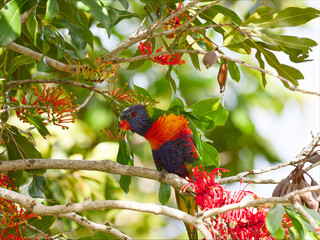 Rainbow Lorikeet (Trichoglossus moluccanus) perched in a flowering Australian Firewheel Tree (stenocarpus sinuatus).