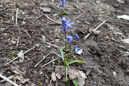 Not fully opened blue flowers of Siberian squill in March