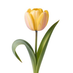 Yellow tulip flower with a vibrant yellow bloom and green stem leaves in a studio shot isolated on transparent background