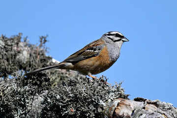 male Rock bunting // Zippammer - Männchen (Emberiza cia) 