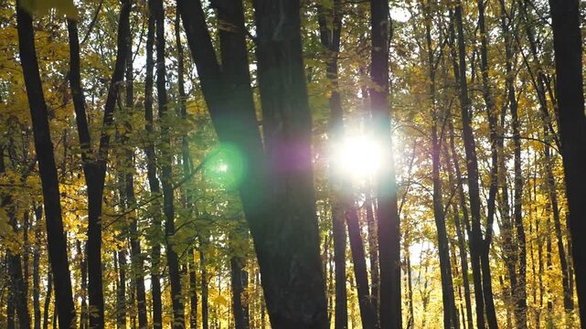 Bright sunlight breaks through high trunks of trees in autumn forest. Warm sunbeams illuminates lush branches of maple plants. Beautiful nature landscape at sunny day. Dolly shot Slow motion