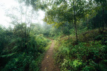 Fototapeta premium The path into the dark green and misty forest