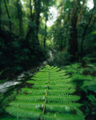 Green fern leaves in the rainforest, nature and leaves