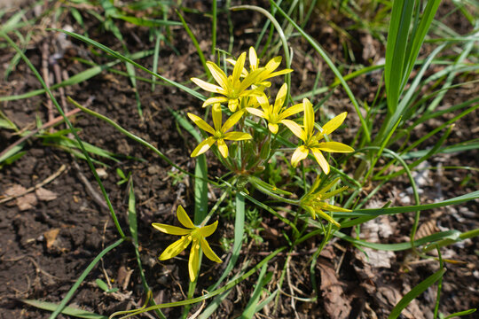 Several yellow flowers of least gagea in mid April