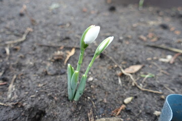 Buds of two common snowdrops in February