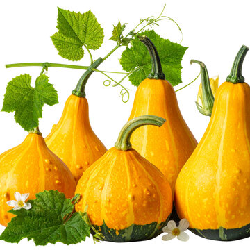  Natural Display of Pointed Gourds with White Flowers and Foliage