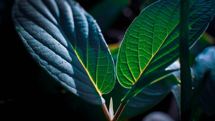 heart shaped leaf on black background