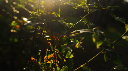 green leaves in the sun