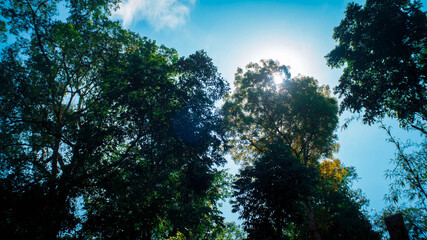 sun rays through trees in forest