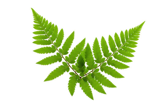 Isolated green fern plant frond, leaf arranged in decorative pattern on seamless backdrop