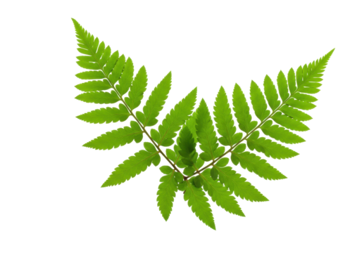 Isolated green fern plant frond, leaf arranged in decorative pattern on seamless backdrop