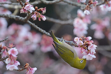 鎮國寺の熱海桜とメジロ