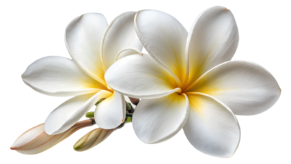 White Frangipani flower or Plumeria alba isolated.
