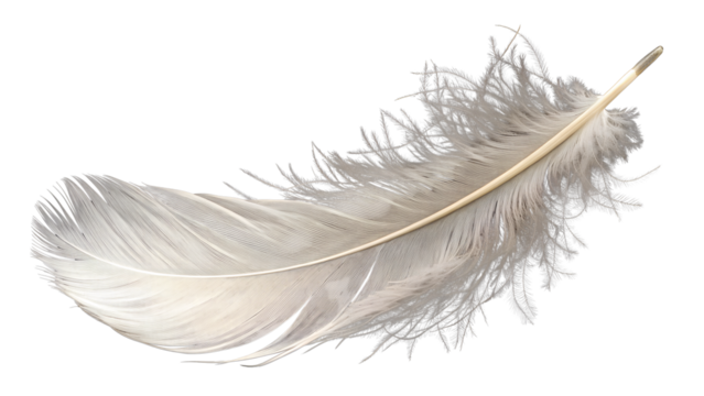 White feather or Single white feather isolated. falling fluffy twirled feather. Png transparency