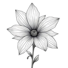 Black and White Line Art Dahlia Flower Illustration for Botanical Artwork or Design