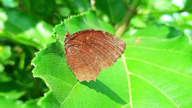Palmfly butterfly resting on green leaf in natural forest environment