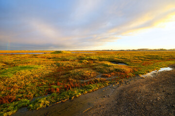 La Vanléee salt marsh in Cotentin coast. Normandy Region