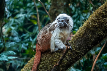 Tamarin pinché à crête blanche