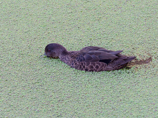 Female Chestnut Teal (Anas castanea) swimming in a pond covered in green algae with face down feeding.