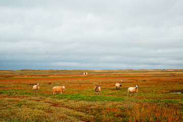 La Vanléee salt marsh in Cotentin coast. Normandy Region
