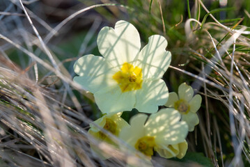 A close-up photograph captures the delicate beauty of primroses in a natural setting, their soft petals illuminated by sunlight
