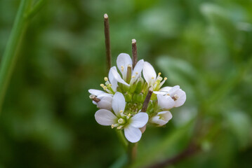 Delicate cluster of white wildflowers in full bloom, set against a blurred green backdrop, highlighting nature's intricate beauty