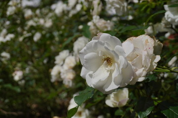 Close-up of a blooming white rose in a garden, illuminated by natural sunlight. Soft petals, gentle texture, and lush greenery create a serene and romantic floral scene in nature.