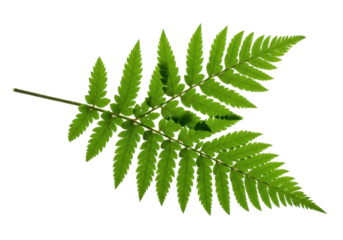 Isolated Lush Green Fern Frond with Textured Leaves for Botanical Designs and Layouts